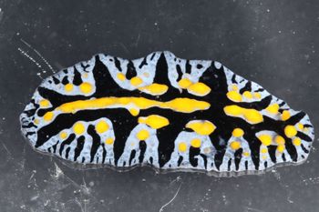 Media type: image;   Malacology 393774 Description: live specimen;